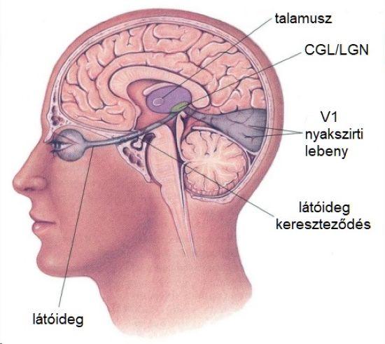 szi10