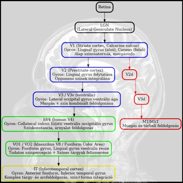 Cs. K&aacute;d&aacute;r P&eacute;ter - XXI. sz&aacute;zadi Diszk&oacute;nika, 509. Elm&eacute;lkedj a sz&iacute;nekről! &ndash; A sz&iacute;nl&aacute;t&aacute;s idegrendszeri alapjai