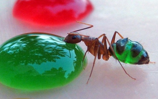 Cs. K&aacute;d&aacute;r P&eacute;ter - XXI. sz&aacute;zadi Diszk&oacute;nika, 508. Elm&eacute;lkedj a sz&iacute;nekről! &ndash; A pszichol&oacute;giai sz&iacute;nkever&eacute;s