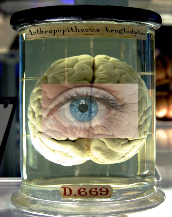 Cs. K&aacute;d&aacute;r P&eacute;ter - XXI. sz&aacute;zadi Diszk&oacute;nika, 510. Elm&eacute;lkedj a sz&iacute;nekről! &ndash; Vizsg&aacute;latok &eacute;s ellentmond&aacute;sok, első kupac