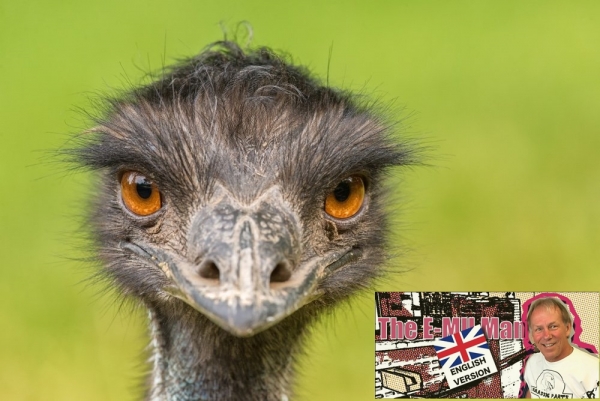 Cs. K&aacute;d&aacute;r P&eacute;ter - XXI. sz&aacute;zadi Diszk&oacute;nika, 240. Mint&aacute;z&oacute; mad&aacute;r